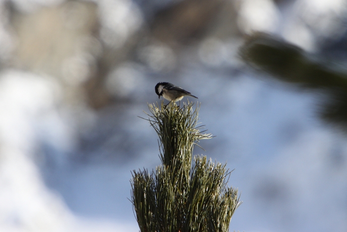 Oiseaux a Saas-Almagell - 026